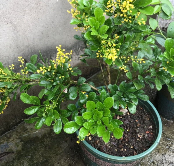 陽臺盆栽養花選這4樣，便宜好活，開花又香又美，時間又長