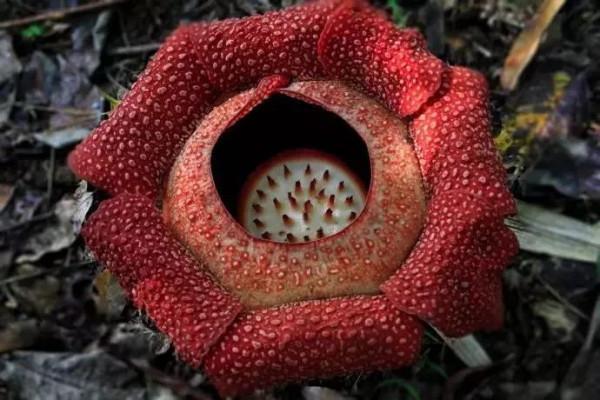 大王花一一大臭花