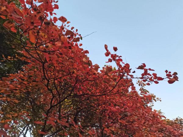 圭峰紅葉遍山,九小時歷程卻讓人驚心 圭峰紅葉遍山,九小時歷程卻讓人驚心