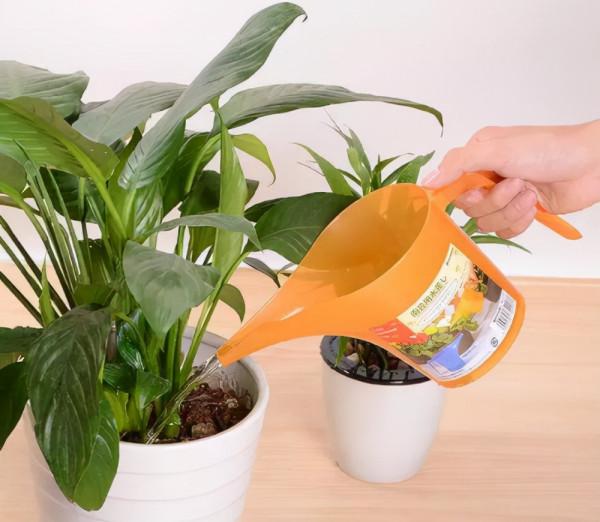 養花新手澆水,6種屬於“奪命水”,別再給花澆了 養花新手澆水,6種屬於“奪命水”,別再給花澆了