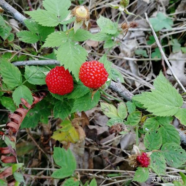 農村這25種能吃的野果都是童年的回憶,現在越來越少你還記得嗎? 農村這25種能吃的野果都是童年的回憶,現在越來越少你還記得嗎?