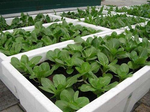 4種“大葉菜”,下雪天也凍不死,寒冬臘月照樣有菜吃 4種“大葉菜”,下雪天也凍不死,寒冬臘月照樣有菜吃