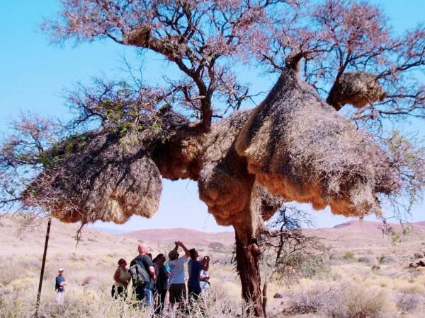 世界上第一大“鳥巢”，不在北京，而在非洲