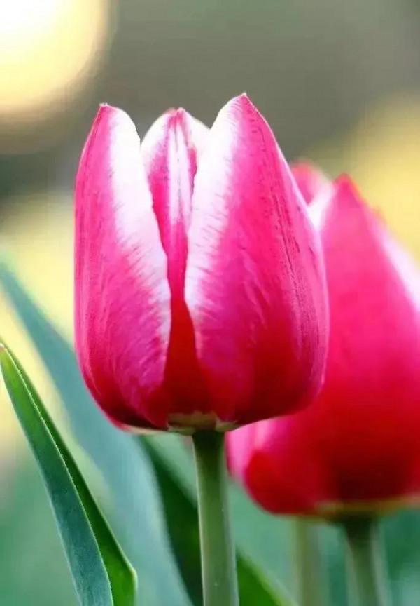 分享40多種美麗的鮮花