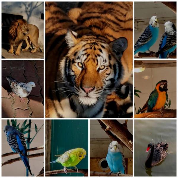 和平公園裡的動物園