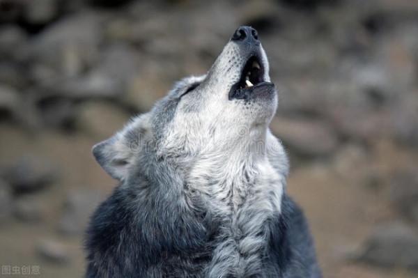 故事 兇惡的大灰狼也懂得親情 為了救活小狼崽 它們很友好的求助人類