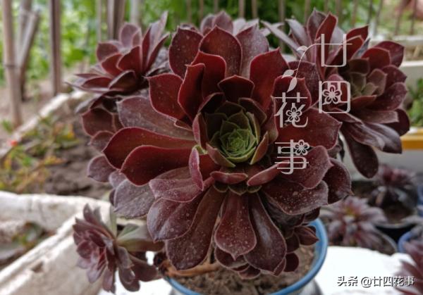 9月3招“召喚術”,喚醒多肉法師,醒了“補一補”,上色爆芽多 9月3招“召喚術”,喚醒多肉法師,醒了“補一補”,上色爆芽多