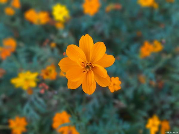 朋友圈發曬花的說說 曬花的簡單說說 朋友圈發曬花的說說 曬花的簡單說說