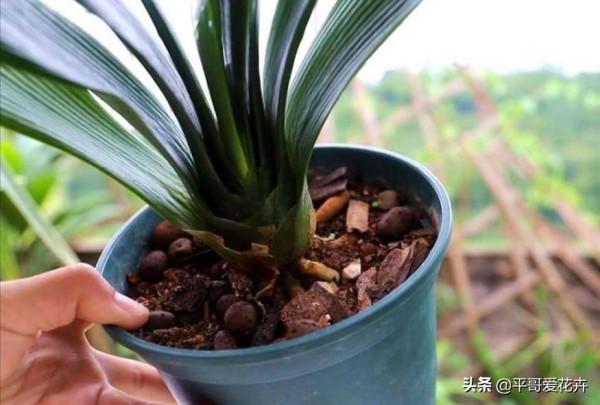 冬天出門撿點“垃圾”，拿回家扔盆裡，啥花都很喜歡，你試過嗎