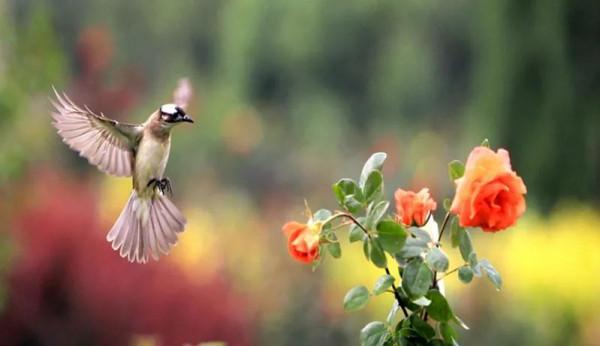 分享圖片——鳥戀花 兒