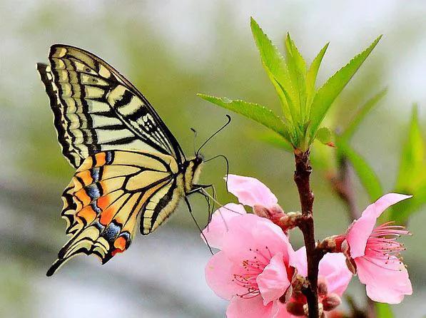 分享-蝶戀 精美絕倫 醉美蝴蝶