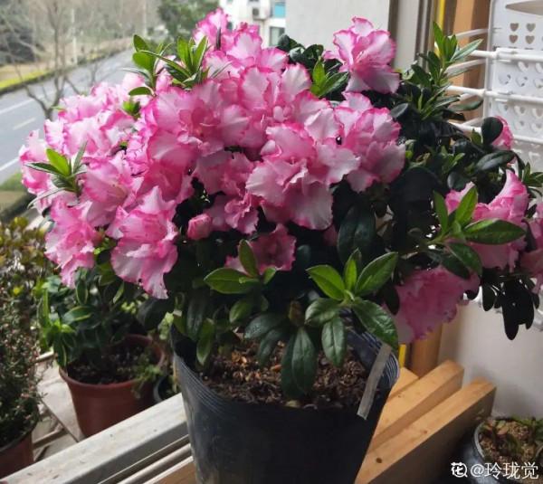 10種旺運花，一個月內要漲價，現在趕緊買