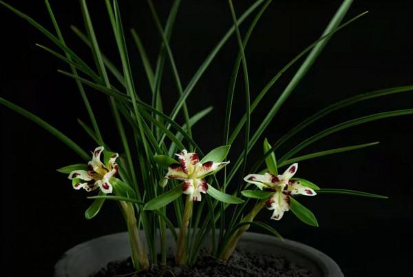 2004年，一盆蘭花報出160萬元的天價，蘭友：是不是多寫了兩個零