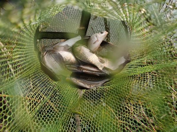 聲東擊西巧避雜魚，銷魂頓口讓人慾罷不能