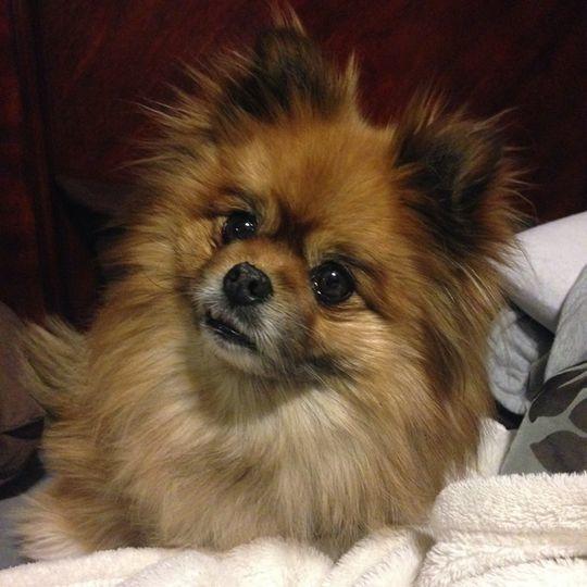 2021的“災難性”結尾：土豆短缺麥當勞沒薯條 口糧短缺寵物在捱餓