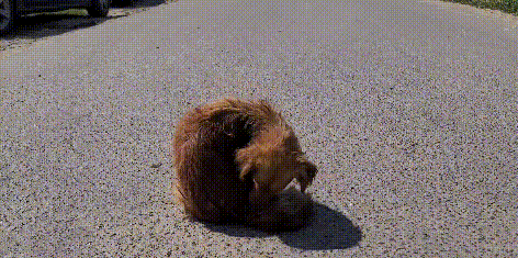 3只小狗被傷害，流浪狗媽難以接受，每天反覆尋找，兇手倒挺自在