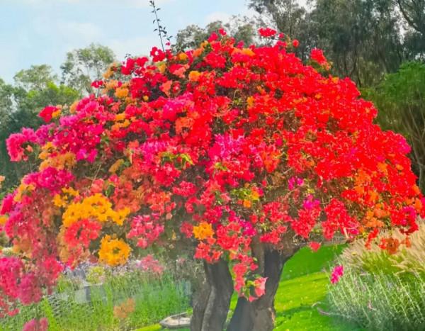 觀賞精品杜鵑 觀賞精品杜鵑