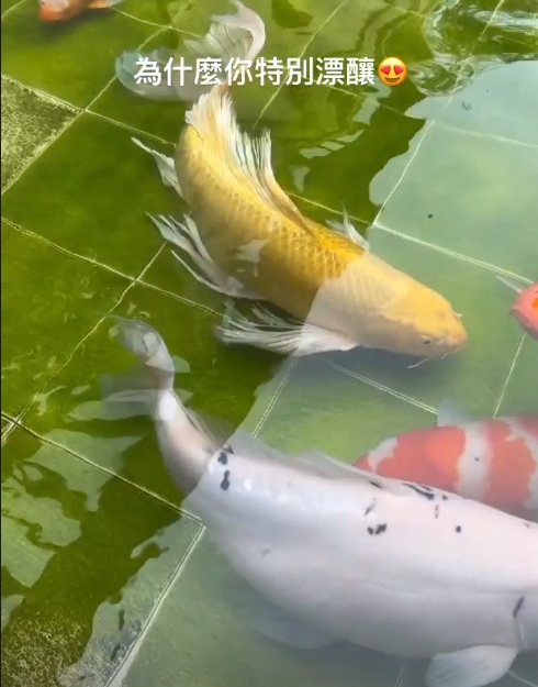 何超蓮曬豪宅錦鯉，每條價值超過4萬元，劉嘉玲也養了很多條