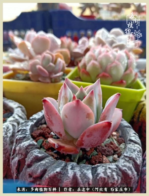 落葉知秋,願你安好 落葉知秋,願你安好