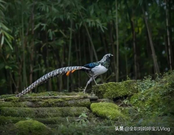 分享——35種罕見的鳥類