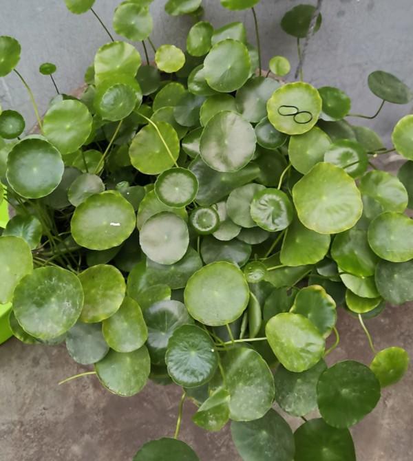 花肥不用買,教你在家制作“萬能肥”,花卉長得旺、葉子綠 花肥不用買,教你在家制作“萬能肥”,花卉長得旺、葉子綠