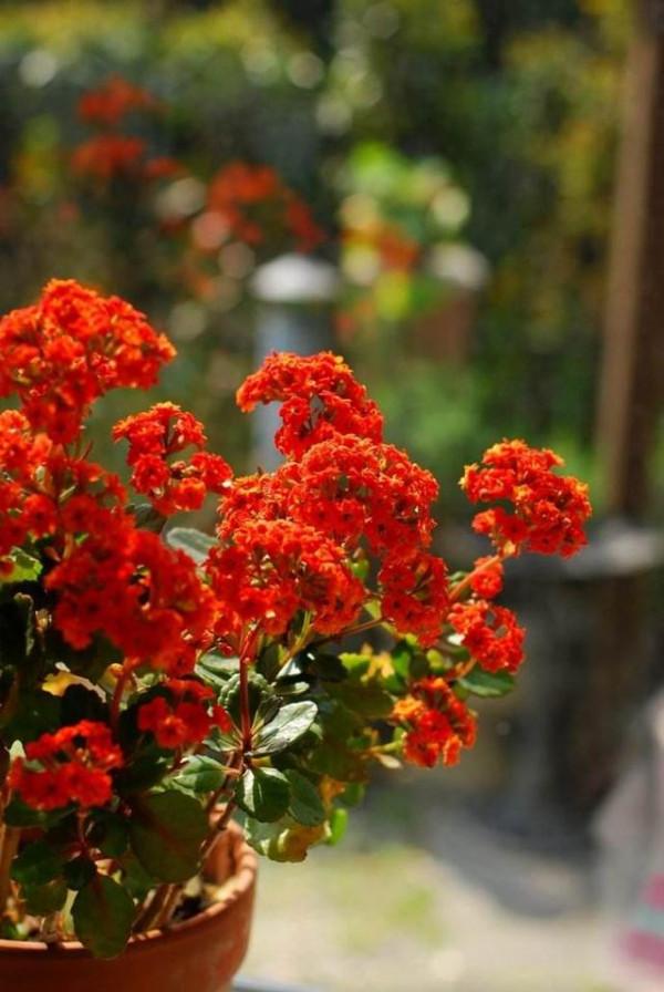 馬上就要過年了,還在為買什麼年宵花發愁嗎?推薦36種供你參考 馬上就要過年了,還在為買什麼年宵花發愁嗎?推薦36種供你參考