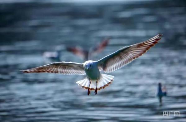 飛越萬水千山 四川多地再次迎來“候鳥旅行團”