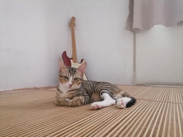 故事:那一天,我把一隻流浪貓帶回了家 故事:那一天,我把一隻流浪貓帶回了家