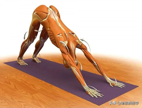 練瑜伽,為什麼瑜伽老師總是要你“大臂外旋” 練瑜伽,為什麼瑜伽老師總是要你“大臂外旋”