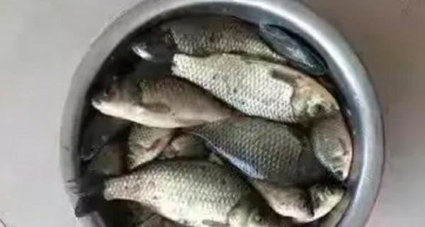 鯽魚為何起浮離底，這些因素不能小覷