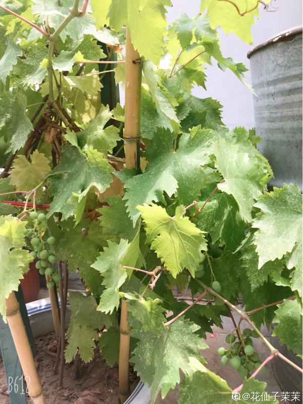 葡萄不爬藤也能長,5步養護,收穫盆栽葡萄樹 葡萄不爬藤也能長,5步養護,收穫盆栽葡萄樹