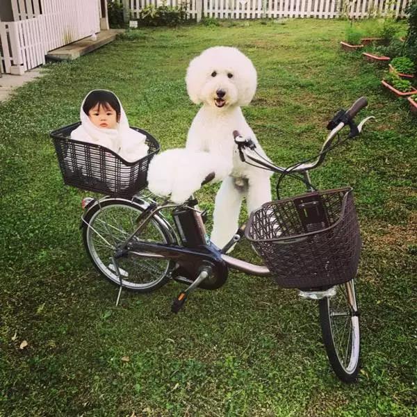 日本奶奶分享小孫女和三隻大狗狗的日常，治癒了56萬+網友…