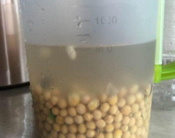 堪稱“養花利器”的黃豆該怎麼用？2種技巧，任你選擇