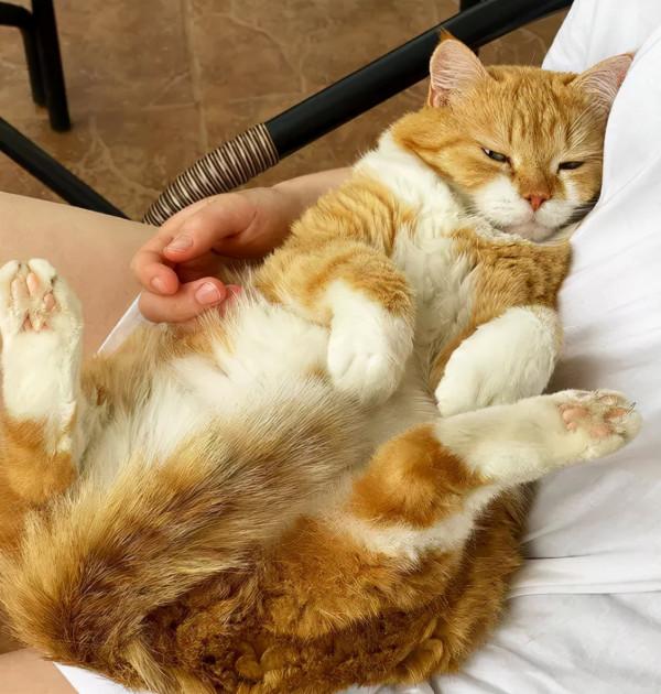 俄羅斯的胖橘，從流浪到人生贏家~逆襲喵生開始