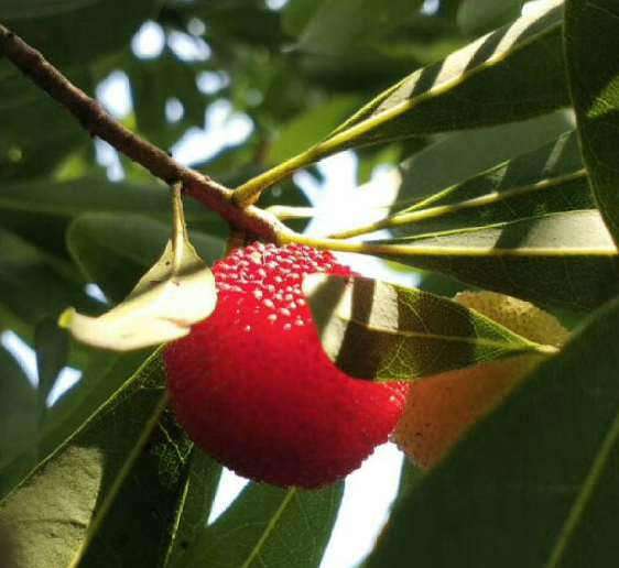 掌握6個養護步驟,放心吃楊梅,清洗也簡單 掌握6個養護步驟,放心吃楊梅,清洗也簡單