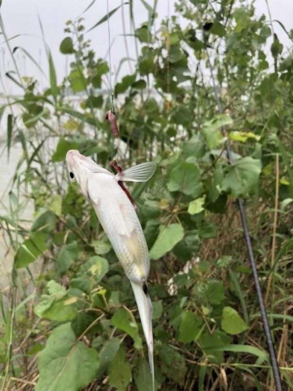 2021垂釣日誌之56,艱辛垂釣路,魚獲足補償 2021垂釣日誌之56,艱辛垂釣路,魚獲足補償