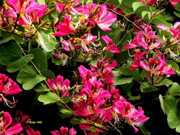 紫荊花，花大豔麗似彩蝶