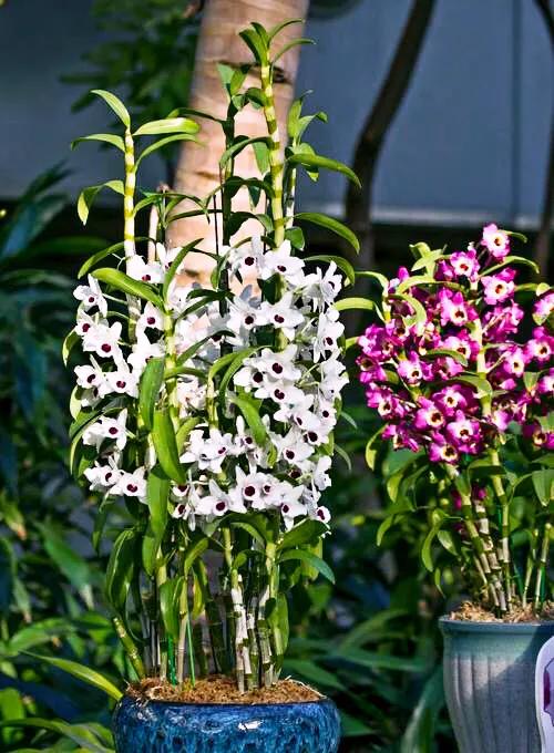 春石斛蘭花～花朵多彩，莖葉美麗；型態雍容華貴