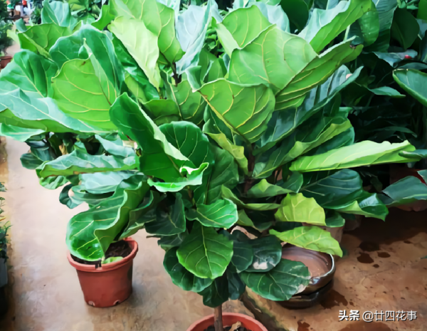 進入11月,6種花要“懶養”,多曬太陽少澆水,太勤快了難過冬 進入11月,6種花要“懶養”,多曬太陽少澆水,太勤快了難過冬