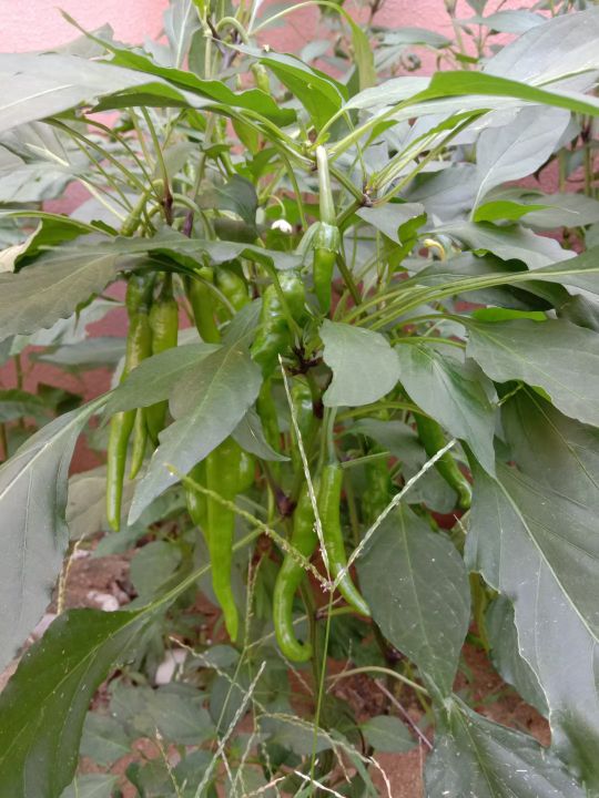 自己動手,豐衣足食,在家裡和車庫前面種的辣椒能自給自足啦 自己動手,豐衣足食,在家裡和車庫前面種的辣椒能自給自足啦