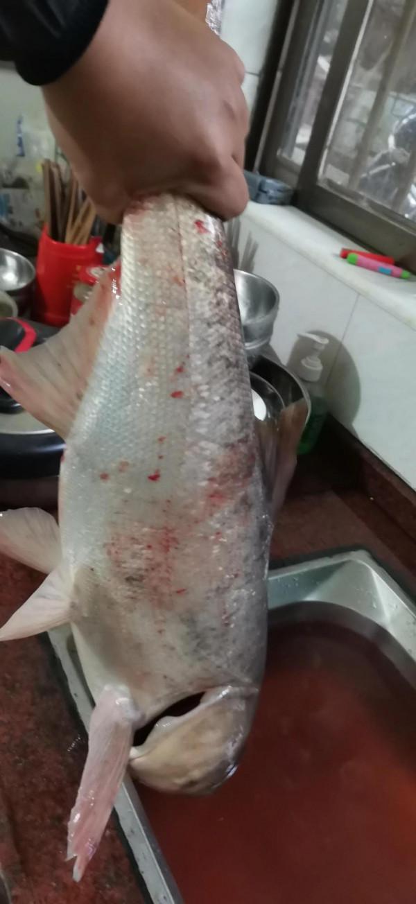 廣西老表釣到8斤大白鰱 喂酒糟的魚塘 今晚有口福了