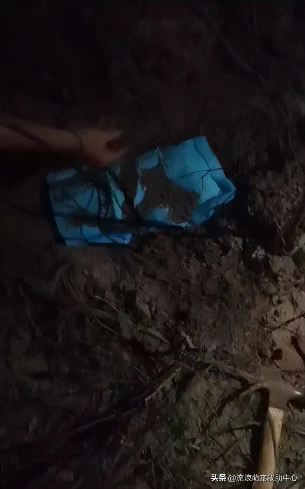 被拋棄的小泰迪又慘遭虐待,打斷頸椎後扔進橋洞等死 被拋棄的小泰迪又慘遭虐待,打斷頸椎後扔進橋洞等死