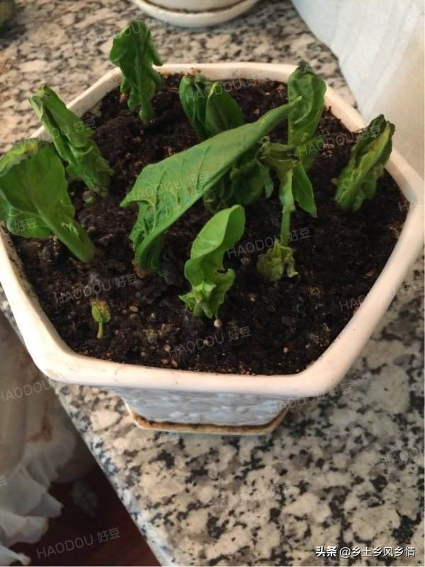 菠菜根能栽活嗎？用對了方法，栽後三天就能長出新根