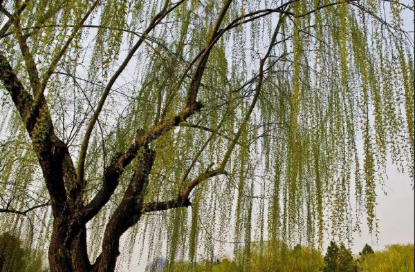 他一招打敗老祖後,說:先有盤古後有天,我比盤古早那麼幾千年 他一招打敗老祖後,說:先有盤古後有天,我比盤古早那麼幾千年