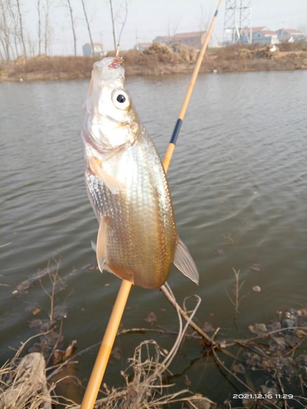 冬季釣鯽魚，水溫是影響中魚的因素之一