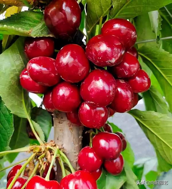 6種果樹，可以種在花盆裡，養在露臺上，實現“水果自由”