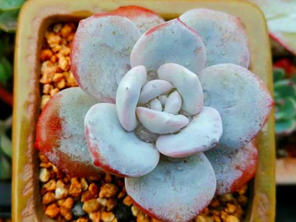 秋天換種方式養多肉，少施肥多澆水，養出爆頭小手捧，老樁大長腿