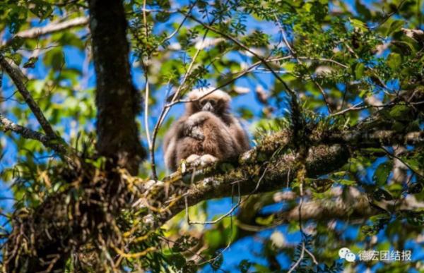 在雲南，當長臂猿“鏟屎官”是怎樣一種體驗？