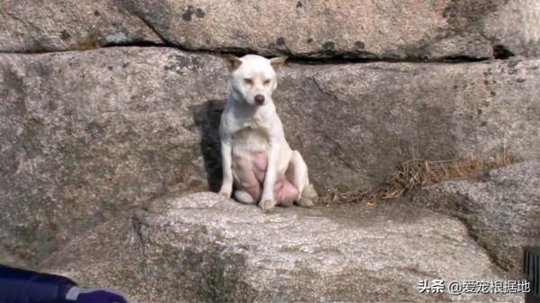 深山裡的狗媽媽，靠施捨艱難度日，為了生存它把小狗送給好心人
