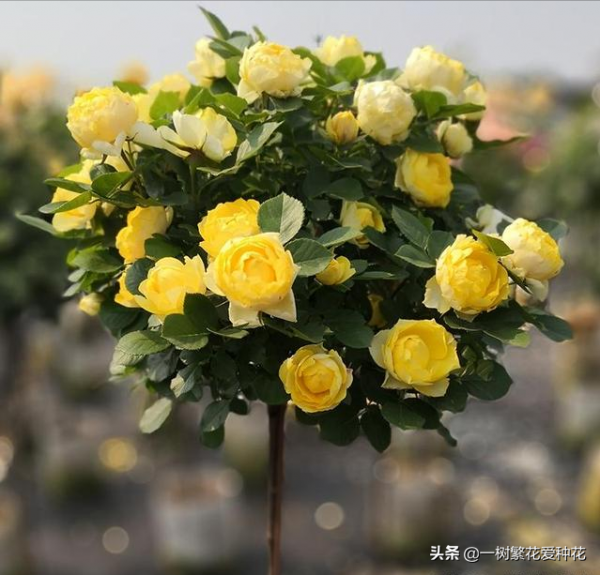 露養易黑斑12種月季，不建議全露養、地栽不遮雨養這些品種